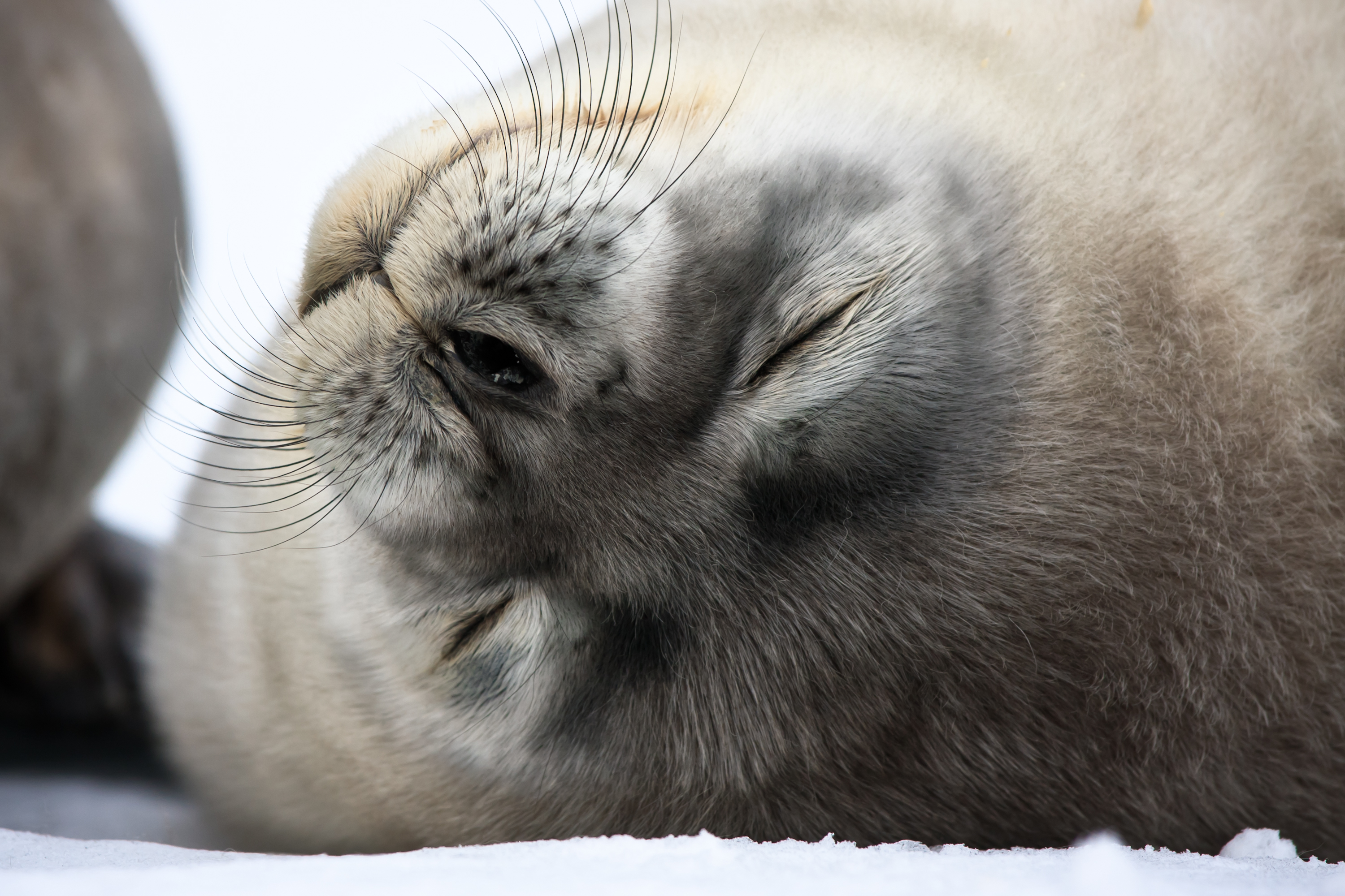 Närbild på sälbebis som sover 