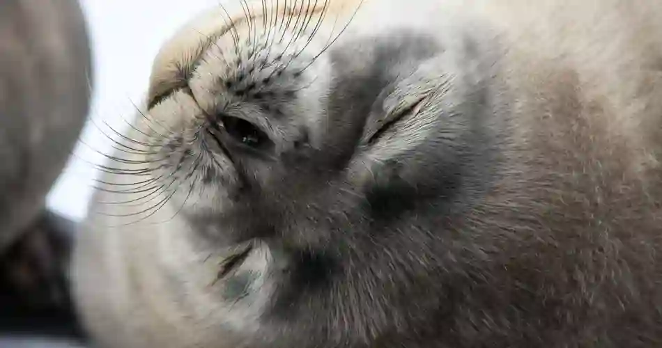 Närbild på sälbebis som sover