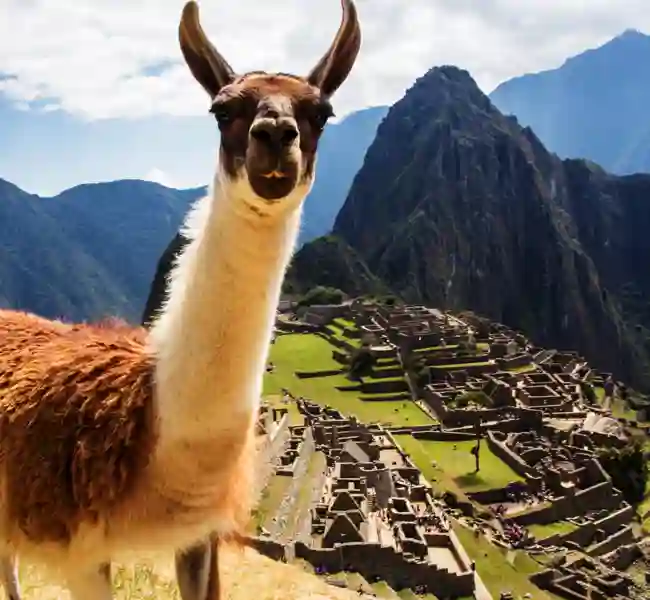 Alpaca övanför Machu Picchu