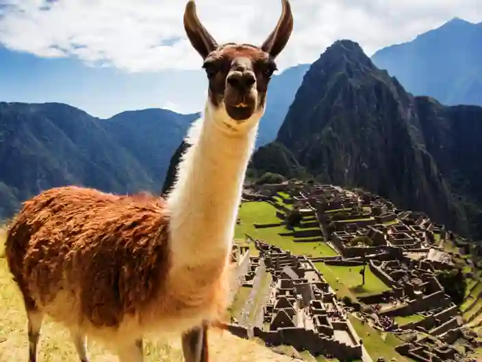 Lama, Machu Picchu