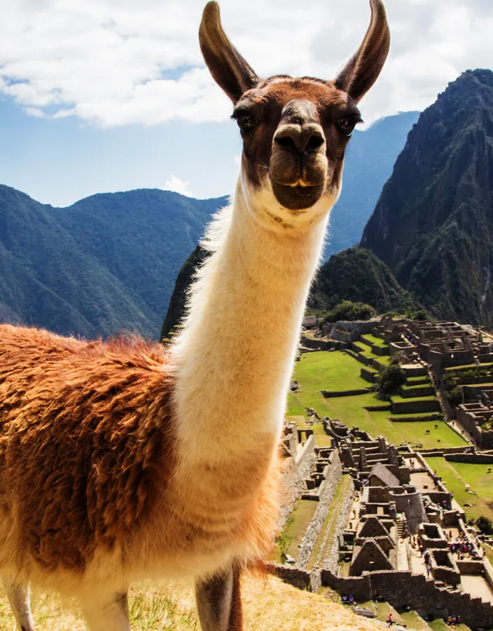 Lama, Machu Picchu