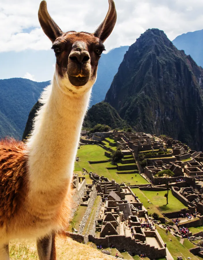 Lama, Machu Picchu