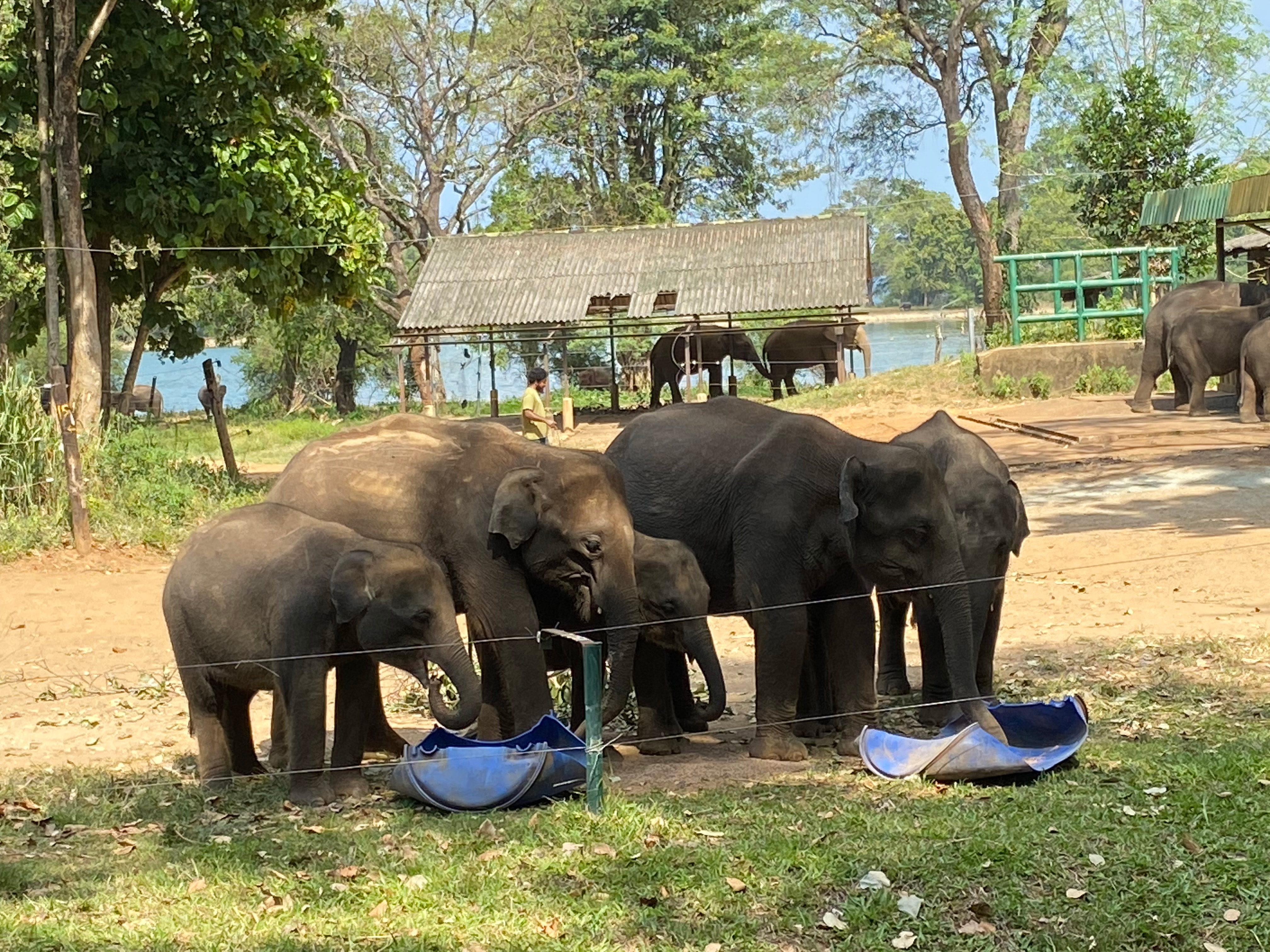 Udawalawa Elephant Sanctuary