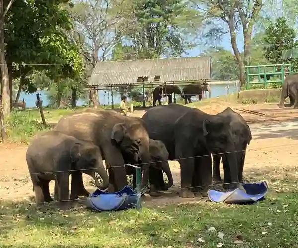 Udawalawa Elephant Sanctuary