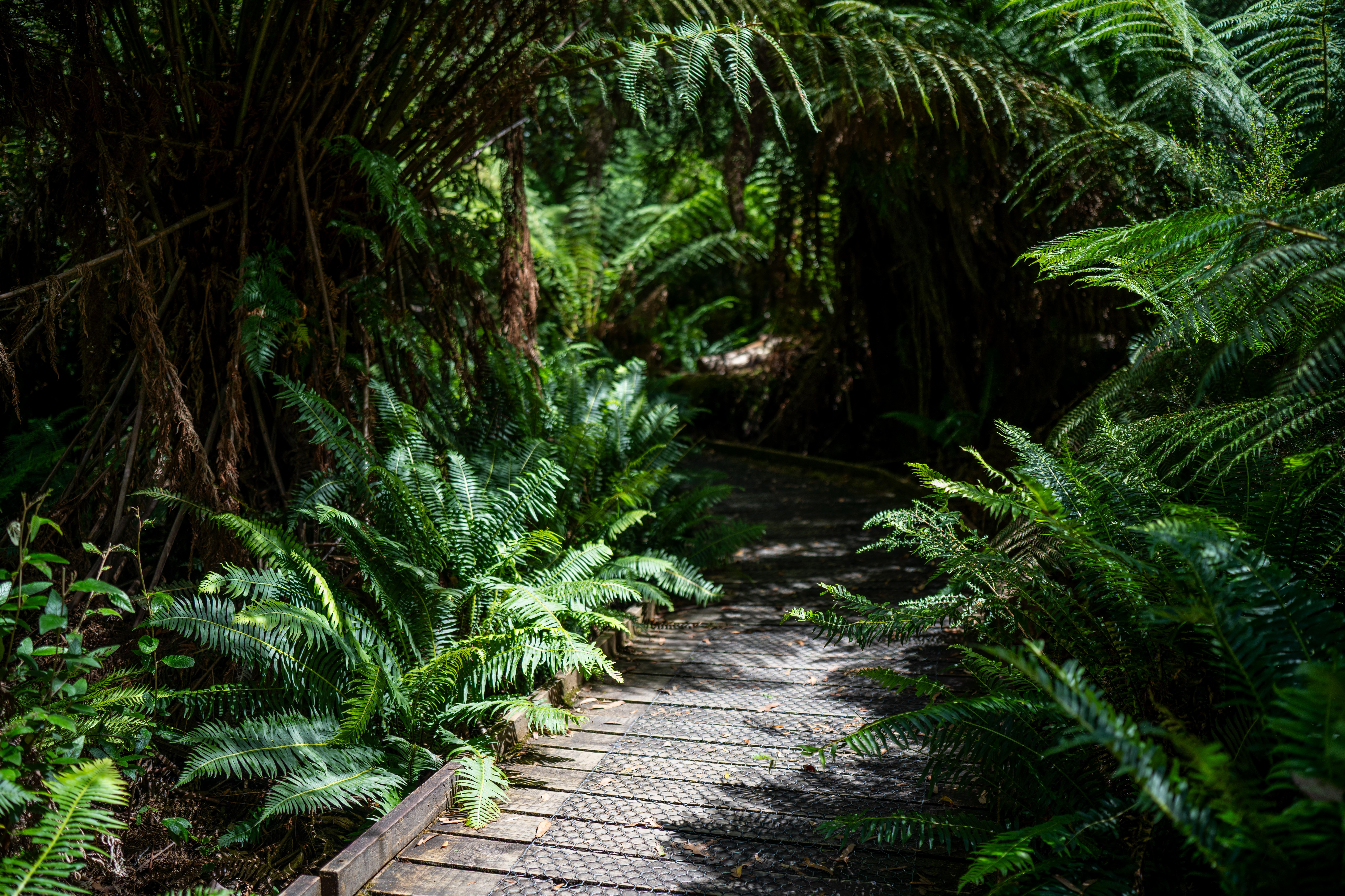 Cradle Mountain 