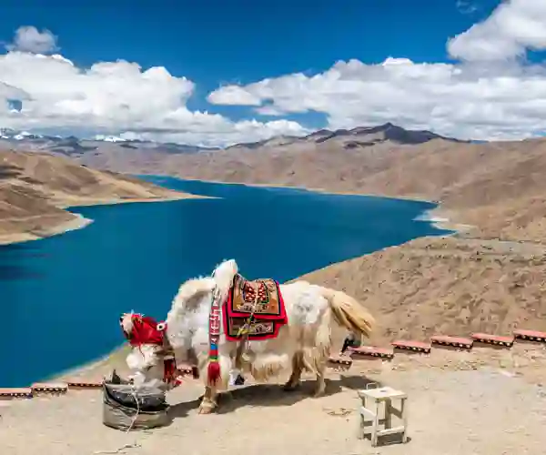 En hvit yak ved Yamdrok-sjøen