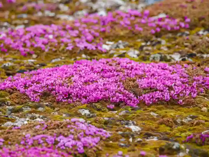 Blomster i det barske klima
