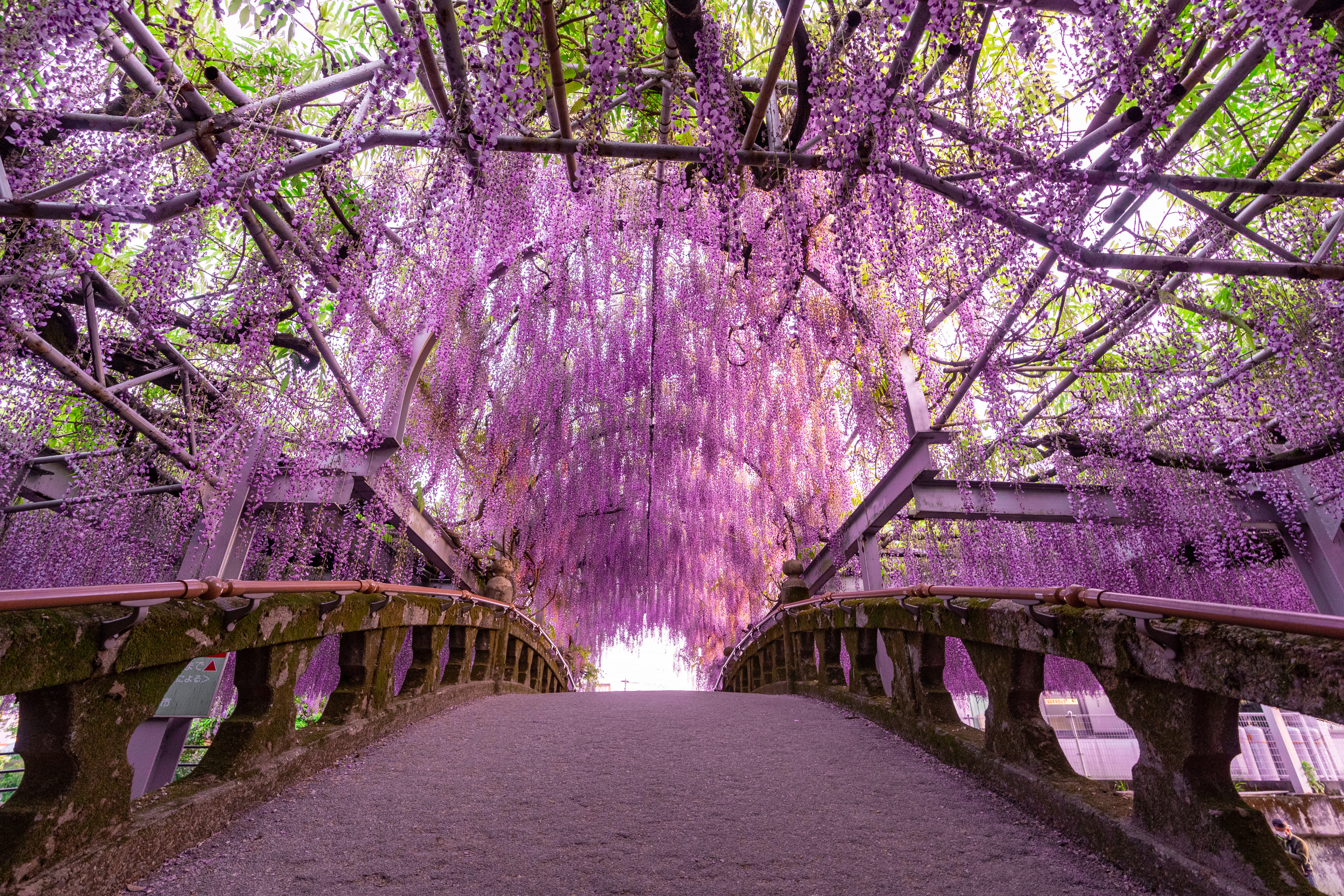 Blåregn i lyserøde nuancer