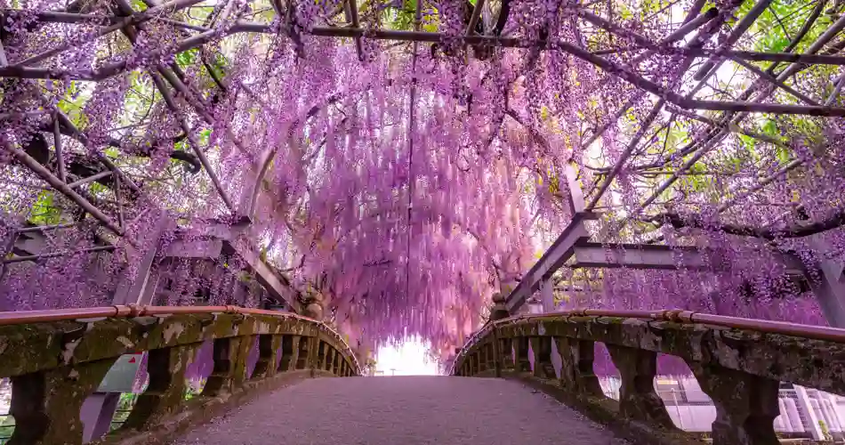Blåregn i lyserøde nuancer