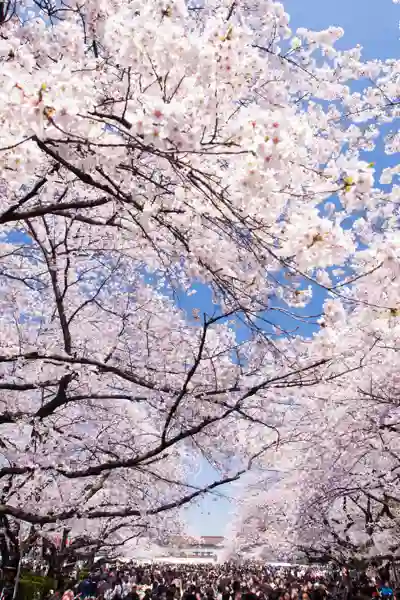 Kirsebærtræer - Sakura på japansk