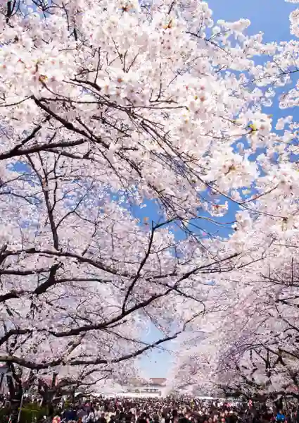 Kirsebærtræer - Sakura på japansk