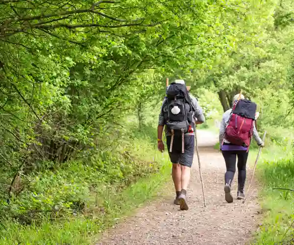 Sankt Jakobsvejen. Et pilgrimsparti under tætte træer