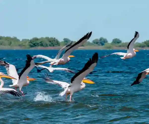 Hvide pelikaner ved Donau-deltaet