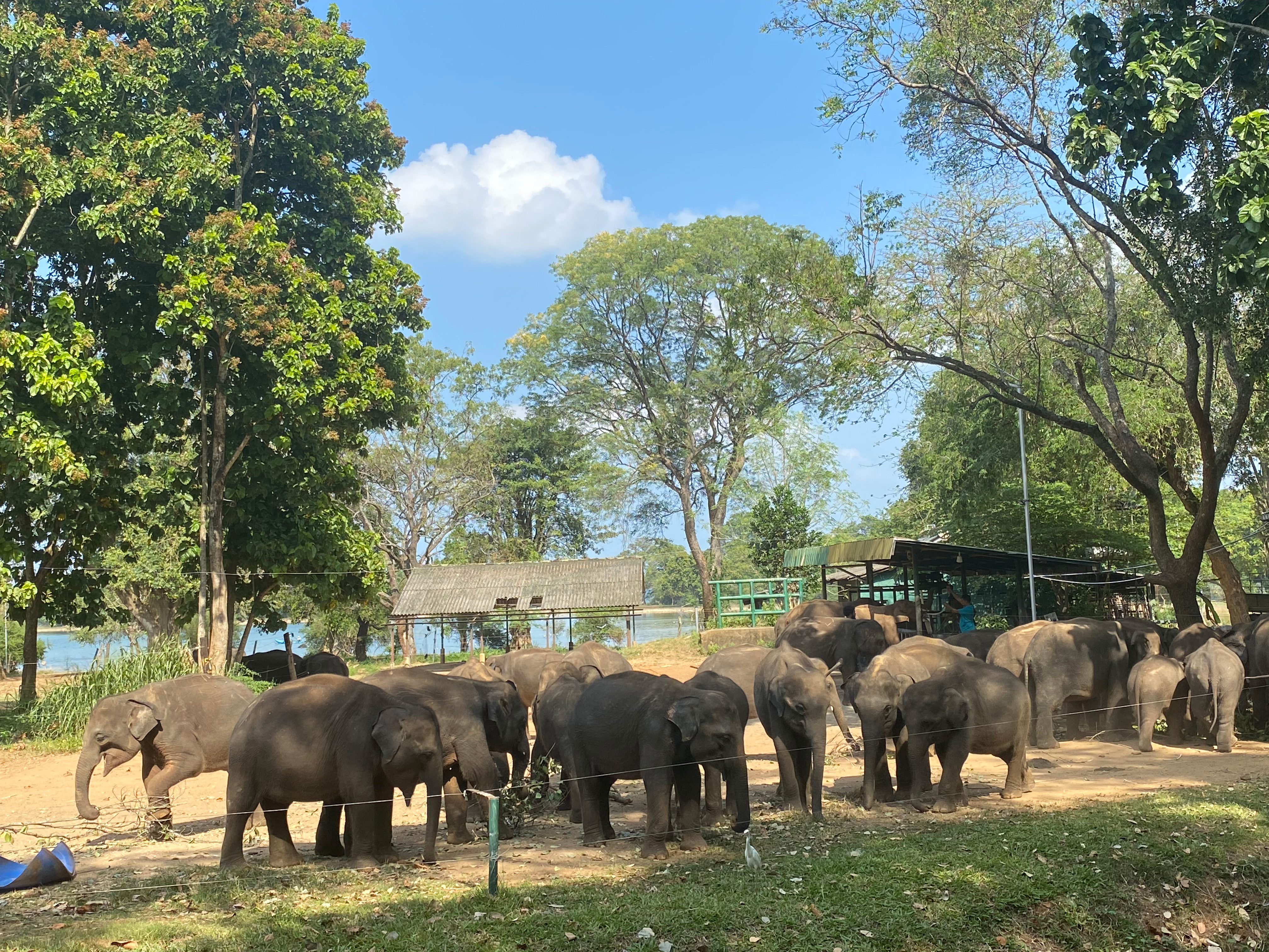 Udawalawa Elephant Sanctuary