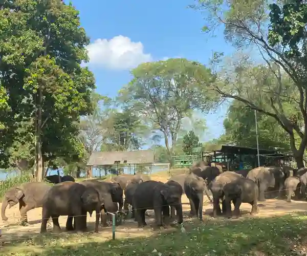 Udawalawa Elephant Sanctuary
