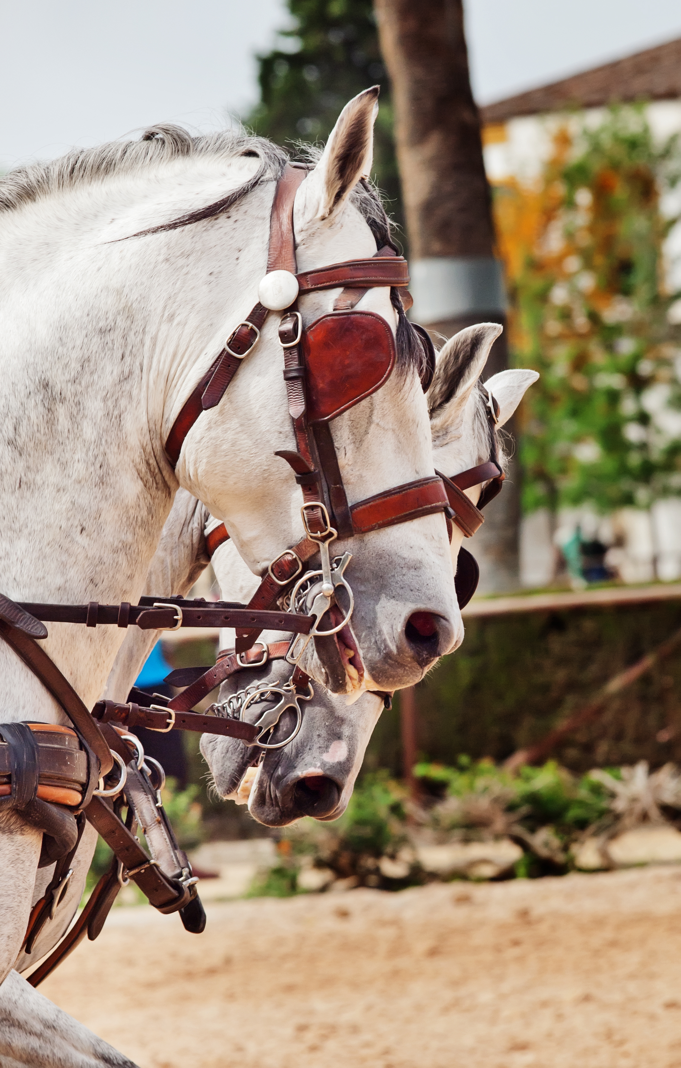 Jerez De La Frontera