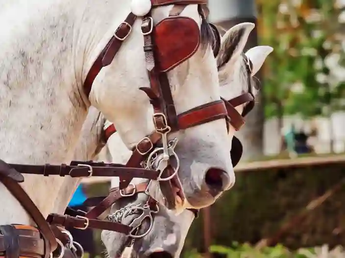 Jerez De La Frontera