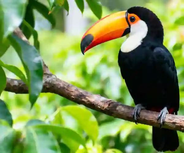 Toucan