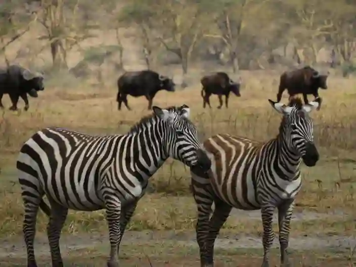 Zebror och bufflar