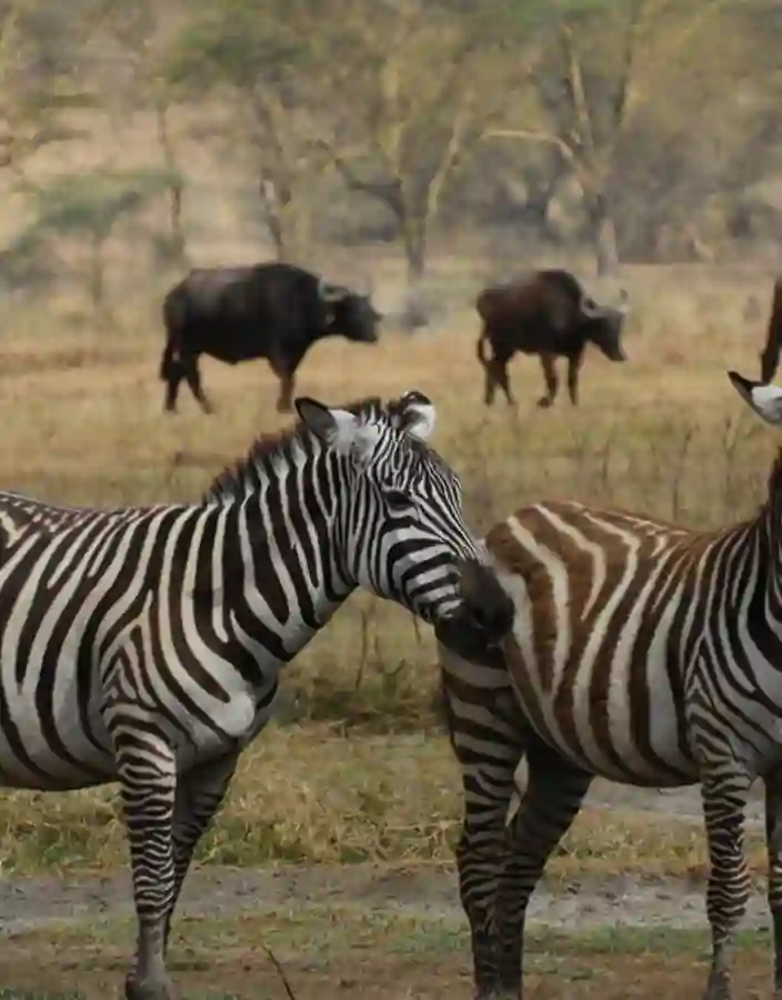 Zebror och bufflar