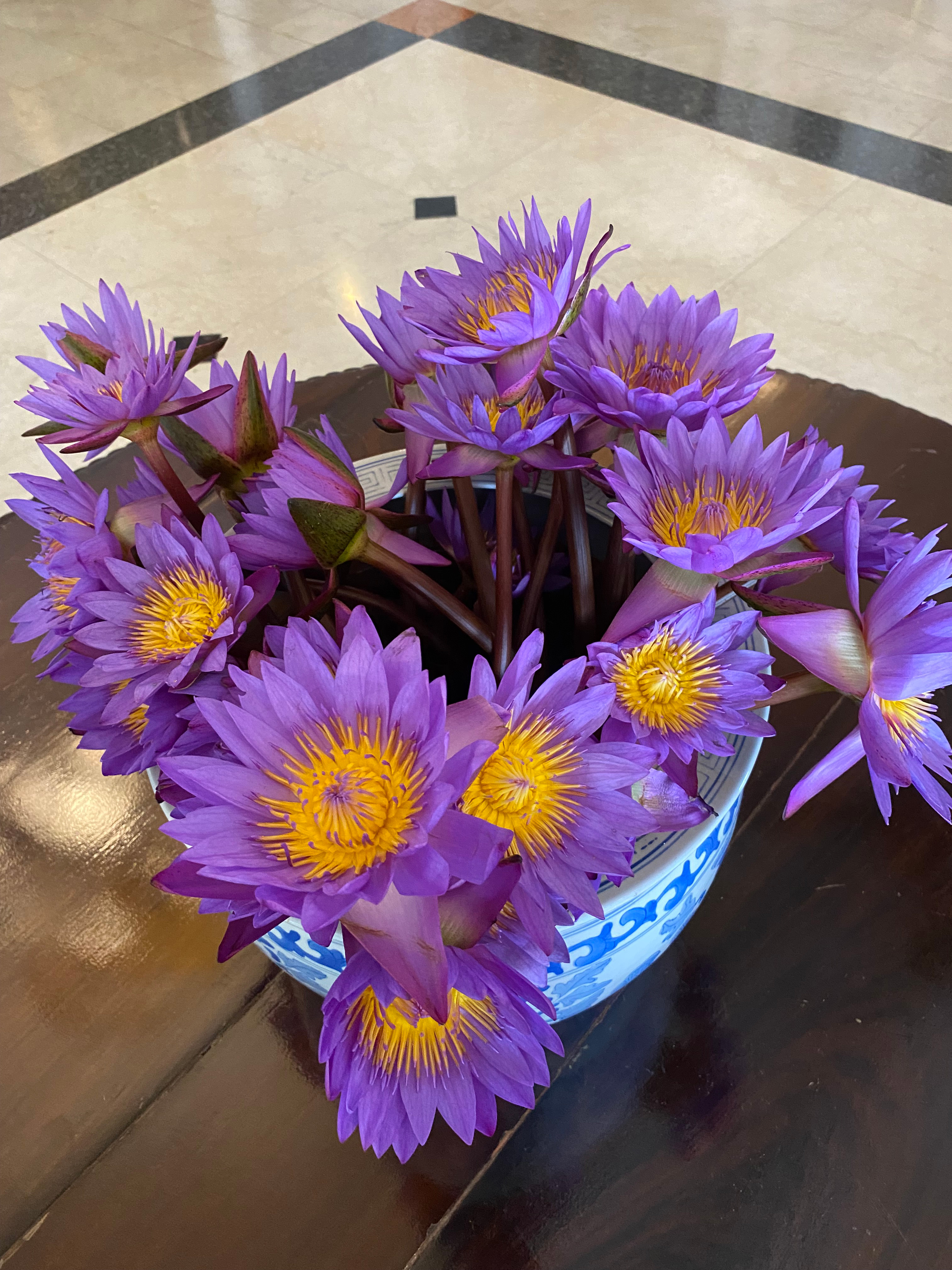 Sri Lankas nationalblomst - den blå åkande