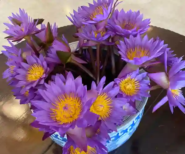 Sri Lankas nationalblomst - den blå åkande