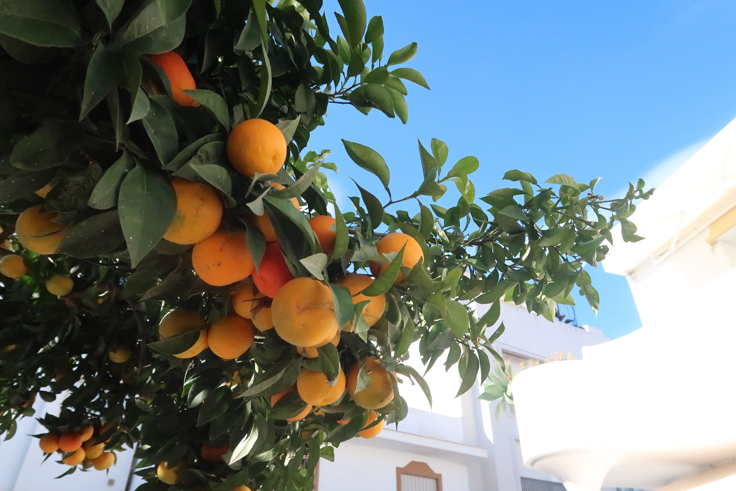 Appelsintræ, Andalusien