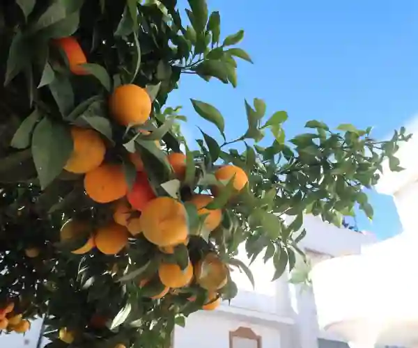 Appelsintræ, Andalusien