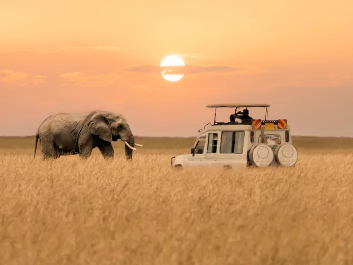 Safari i solnedgången