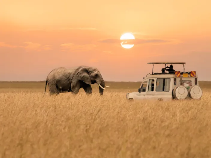 Safari i solnedgången