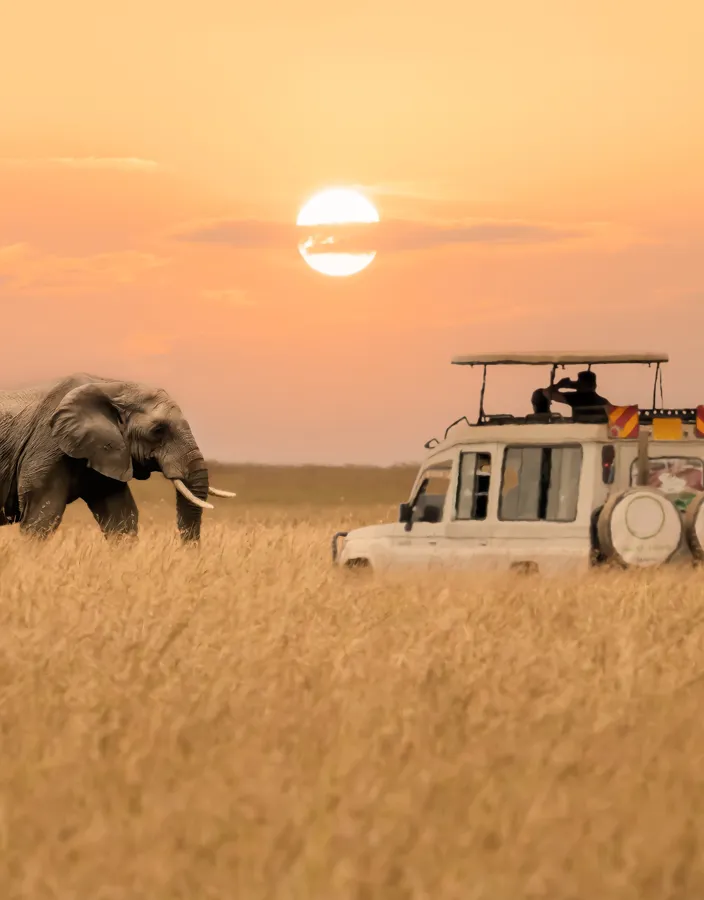 Safari i solnedgången