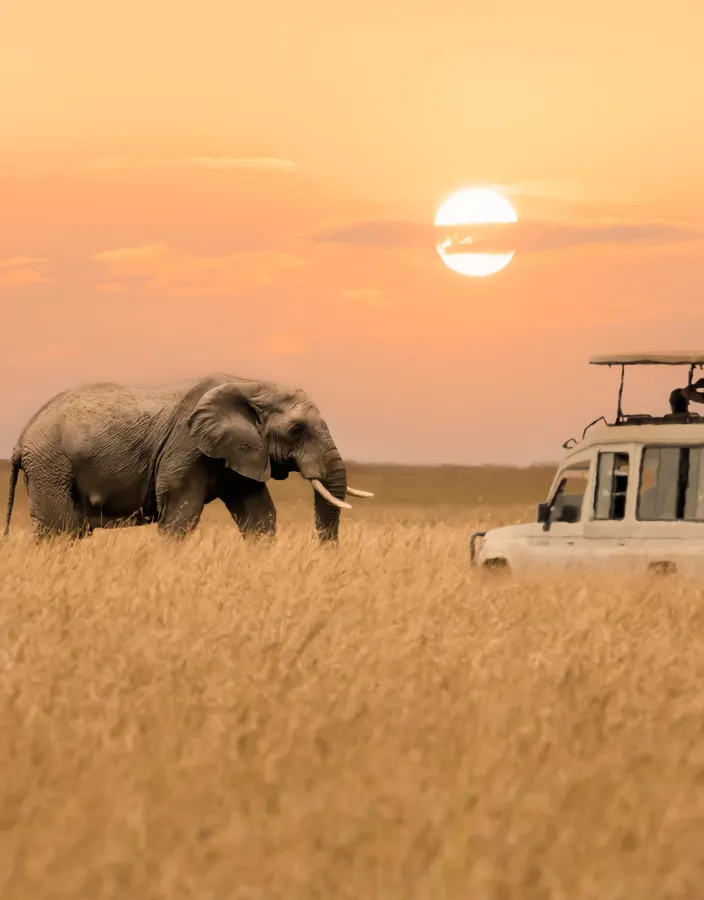Safari i solnedgången