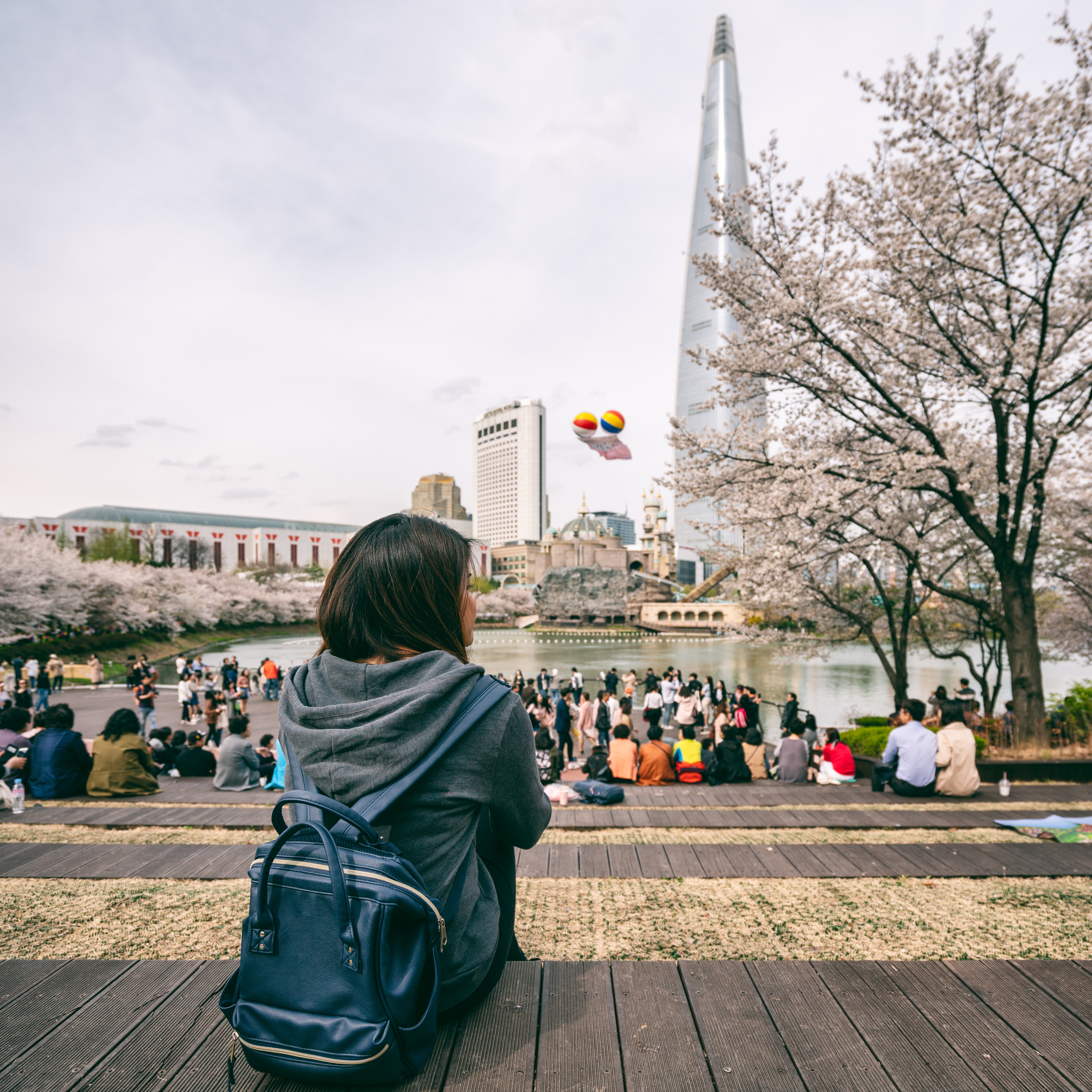 Kirsebærblomstring i Sydkorea