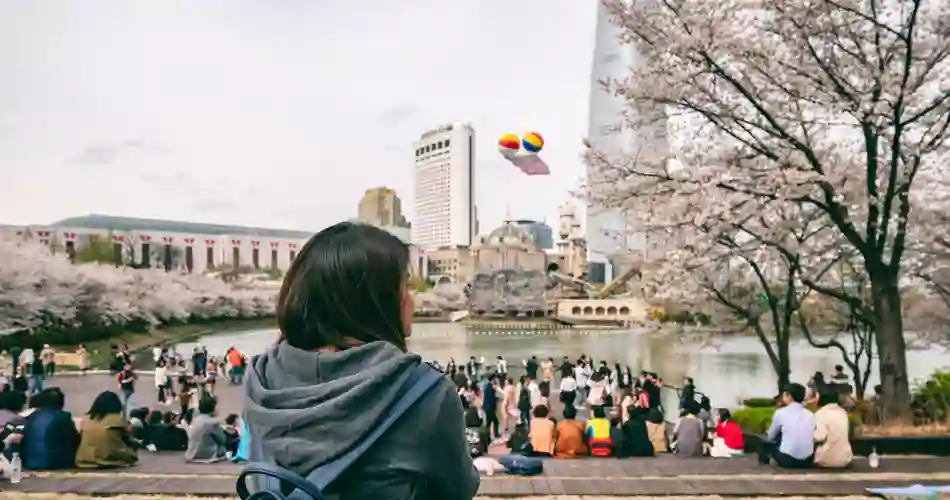 Kirsebærblomstring i Sydkorea