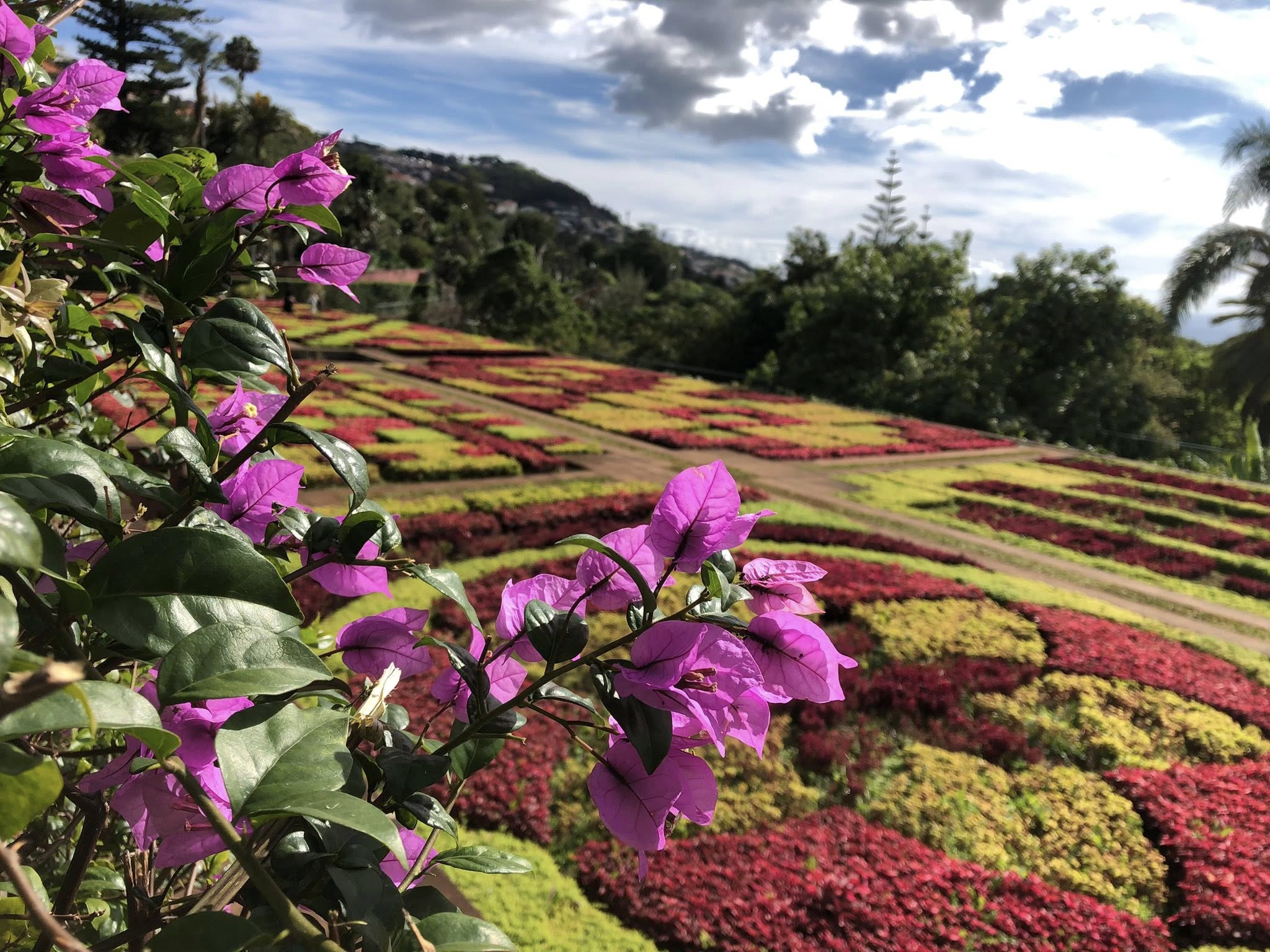 Botaniske hagen i Funchal