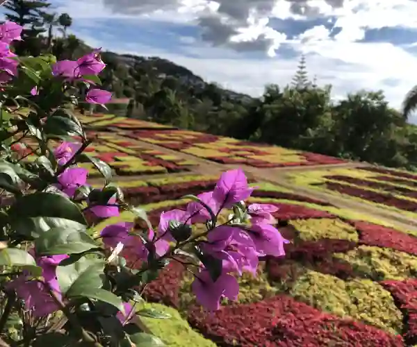Botaniske hagen i Funchal
