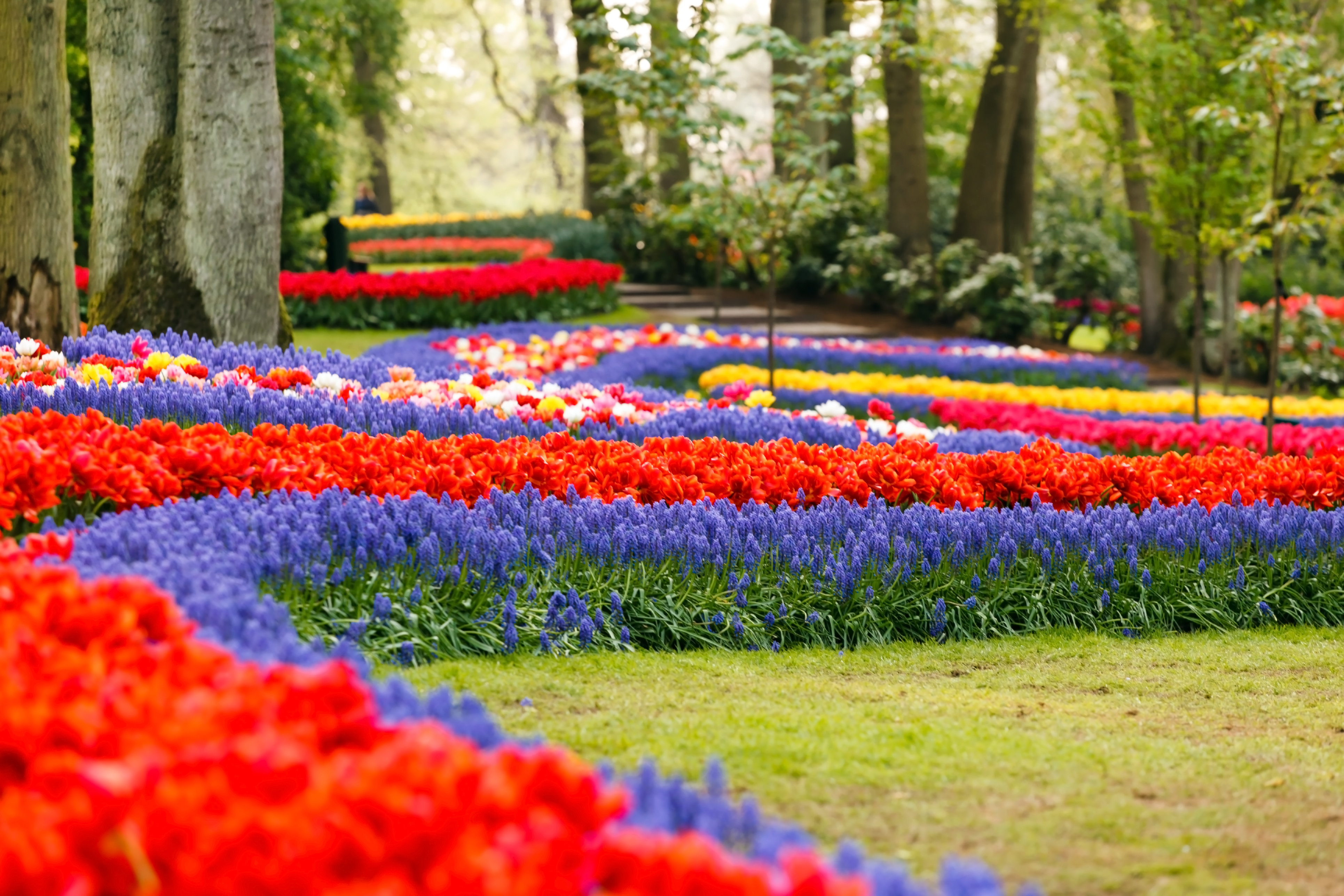 Keukenhof