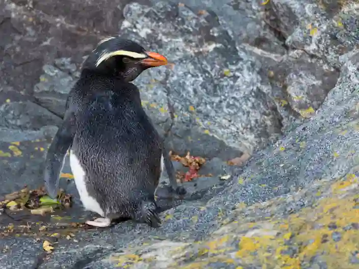 Fiordlandpingvin i Milford Sound