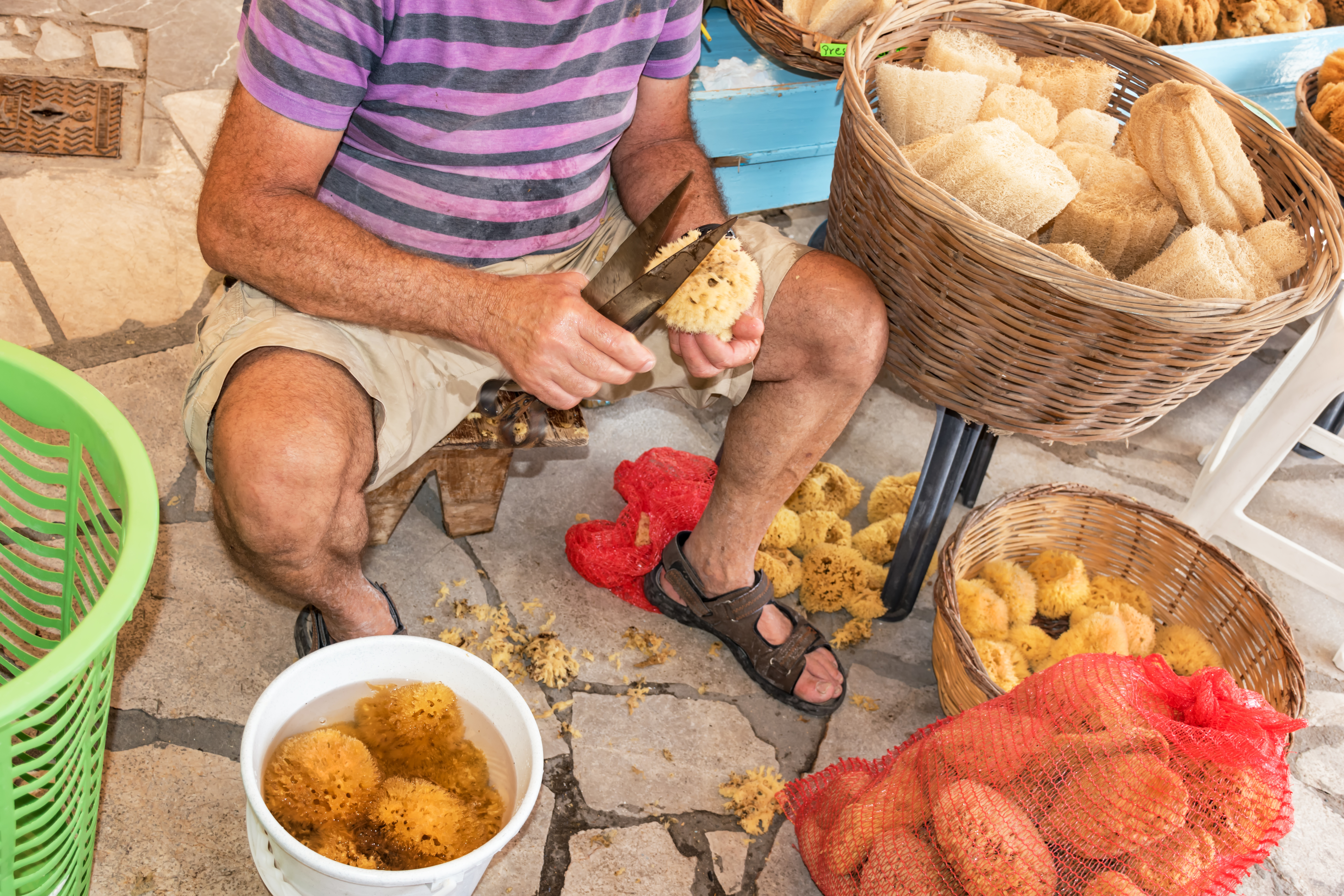 Tilklipning af svampe