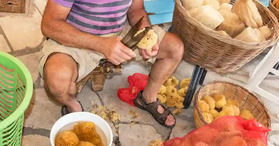 Tilklipning af svampe