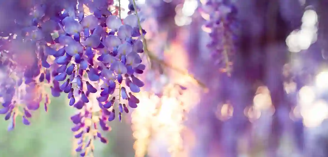 De fine lilla blåregn