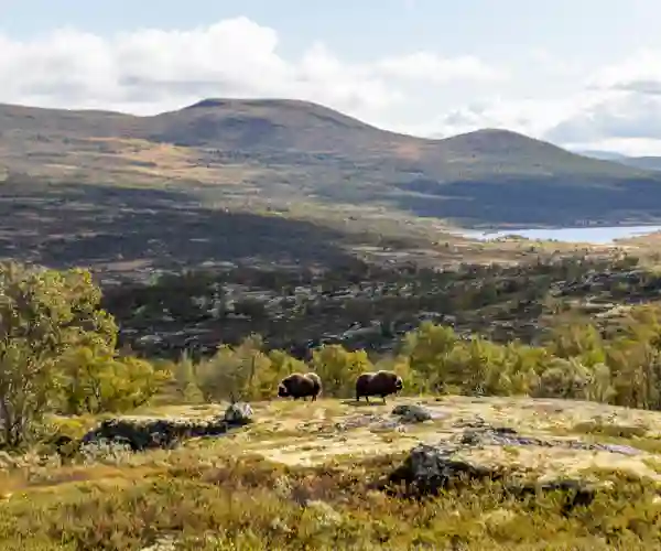 Dovrefjell Nationalpark