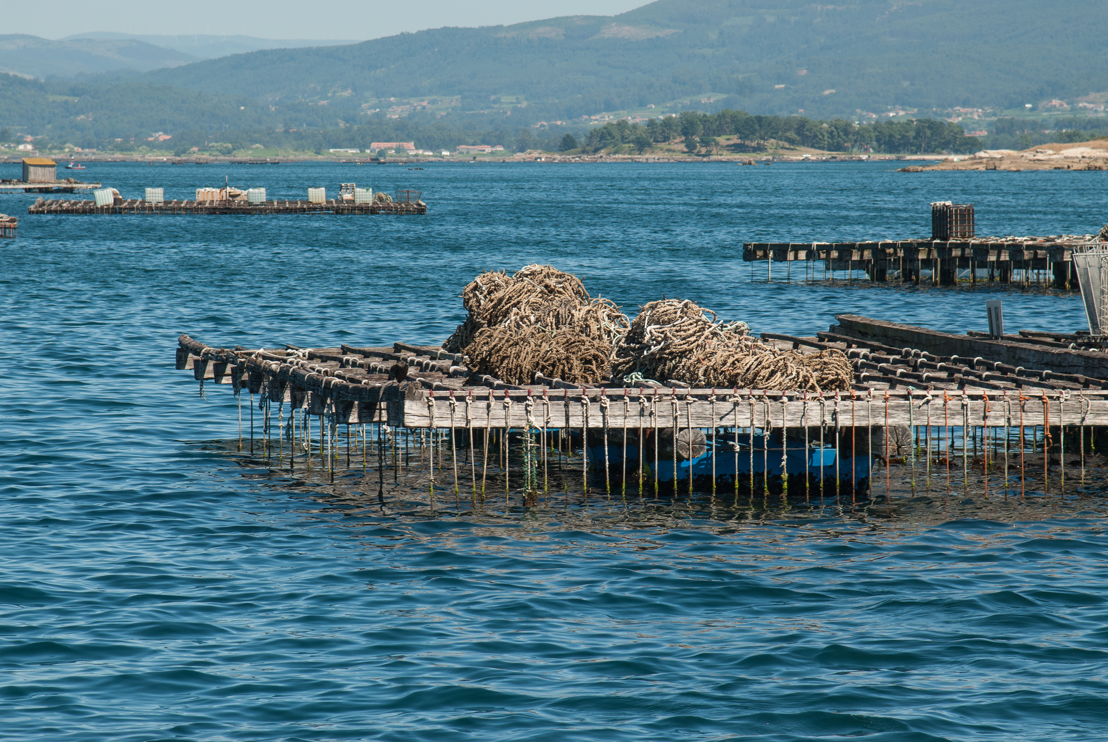 De ikoniske muslingefarme 