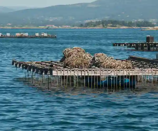 De ikoniske muslingefarme