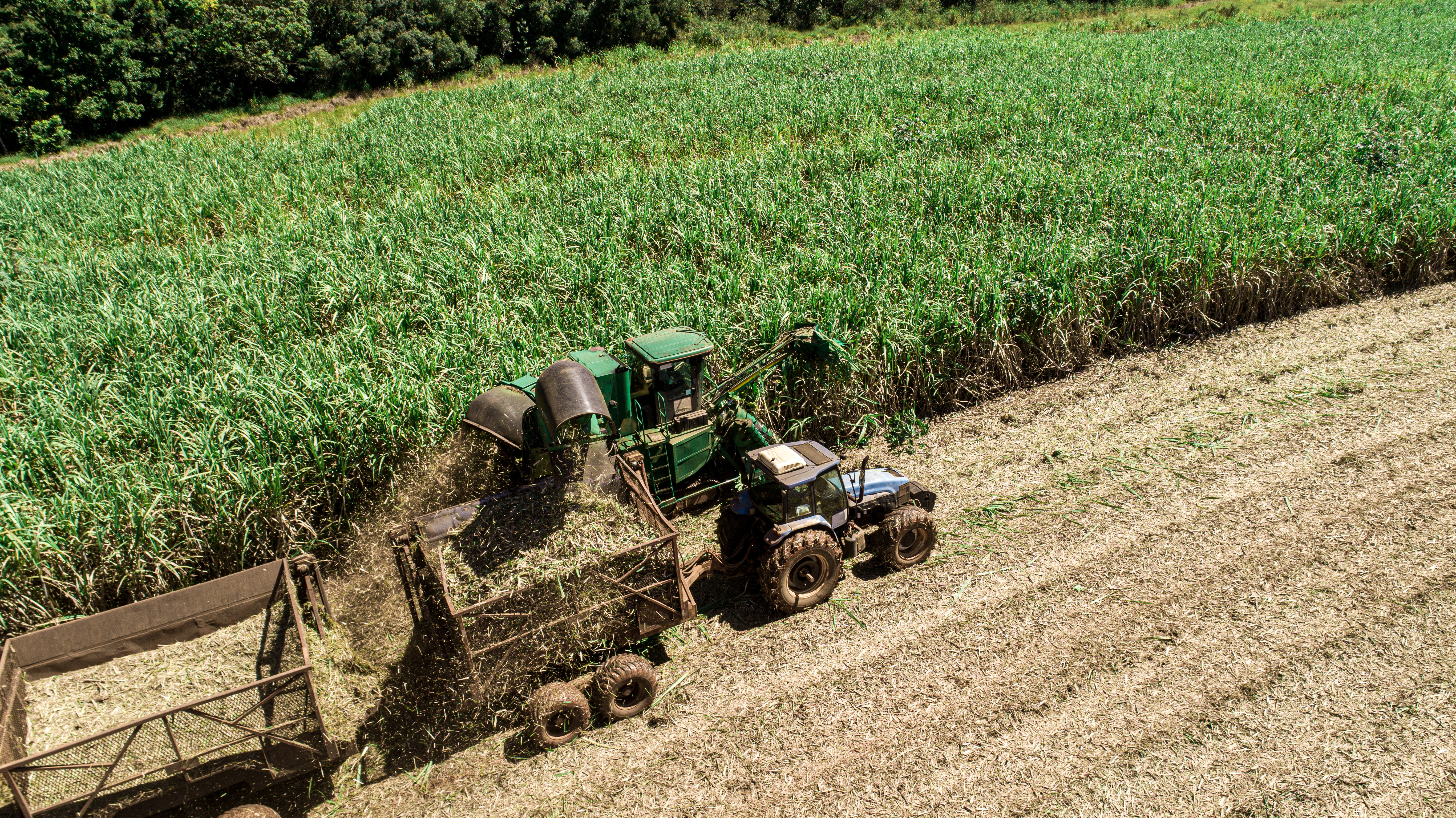 Høstning af sukkerrør
