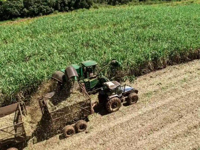 Høstning af sukkerrør