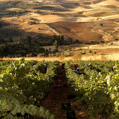 Finca Descalzos Viejos