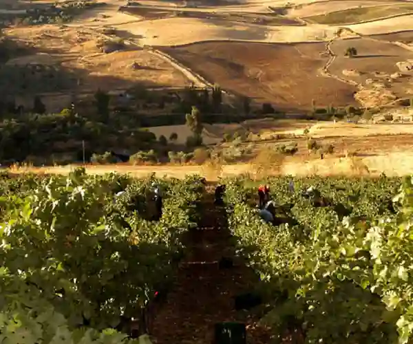 Finca Descalzos Viejos