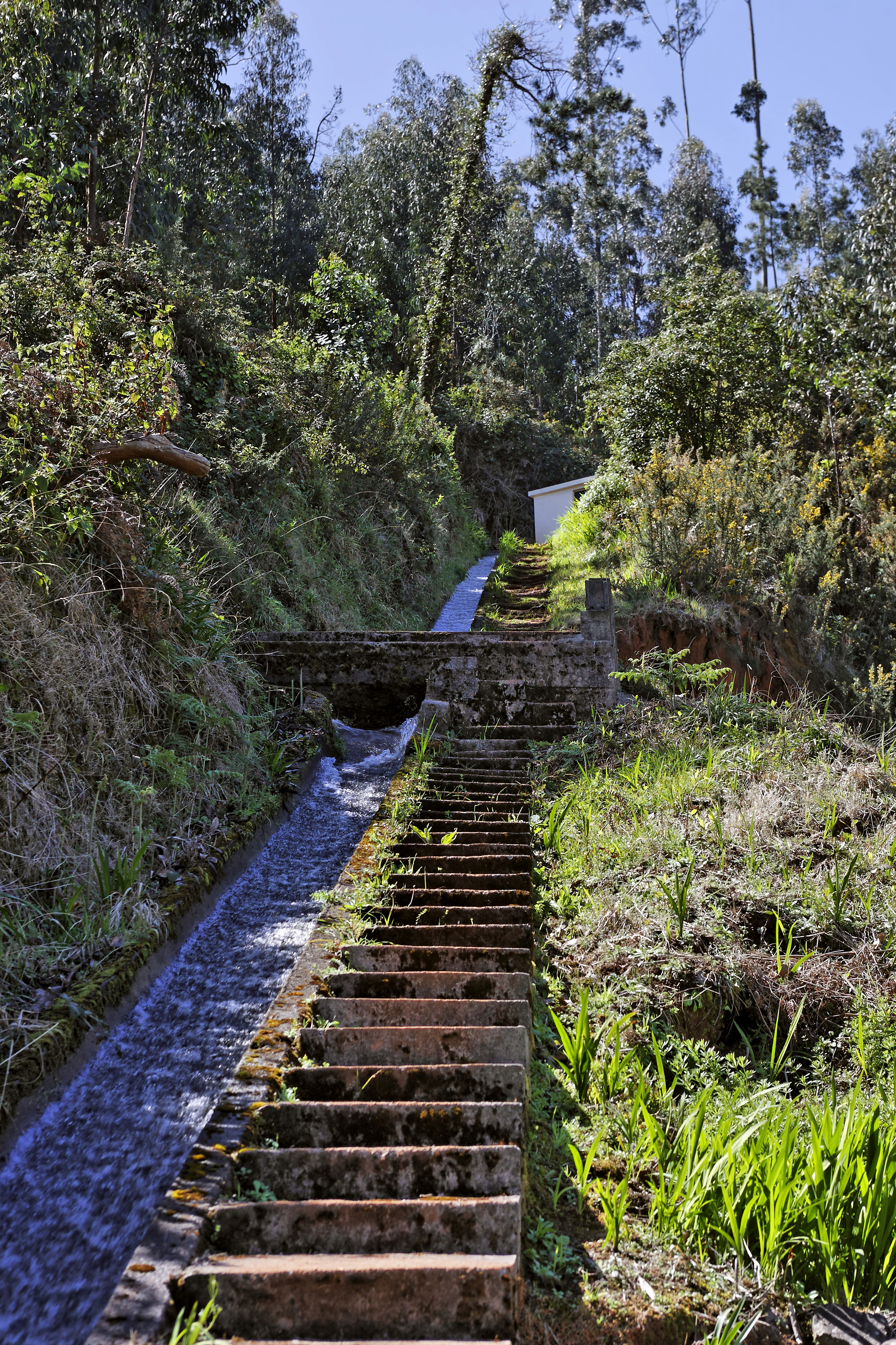 Levada