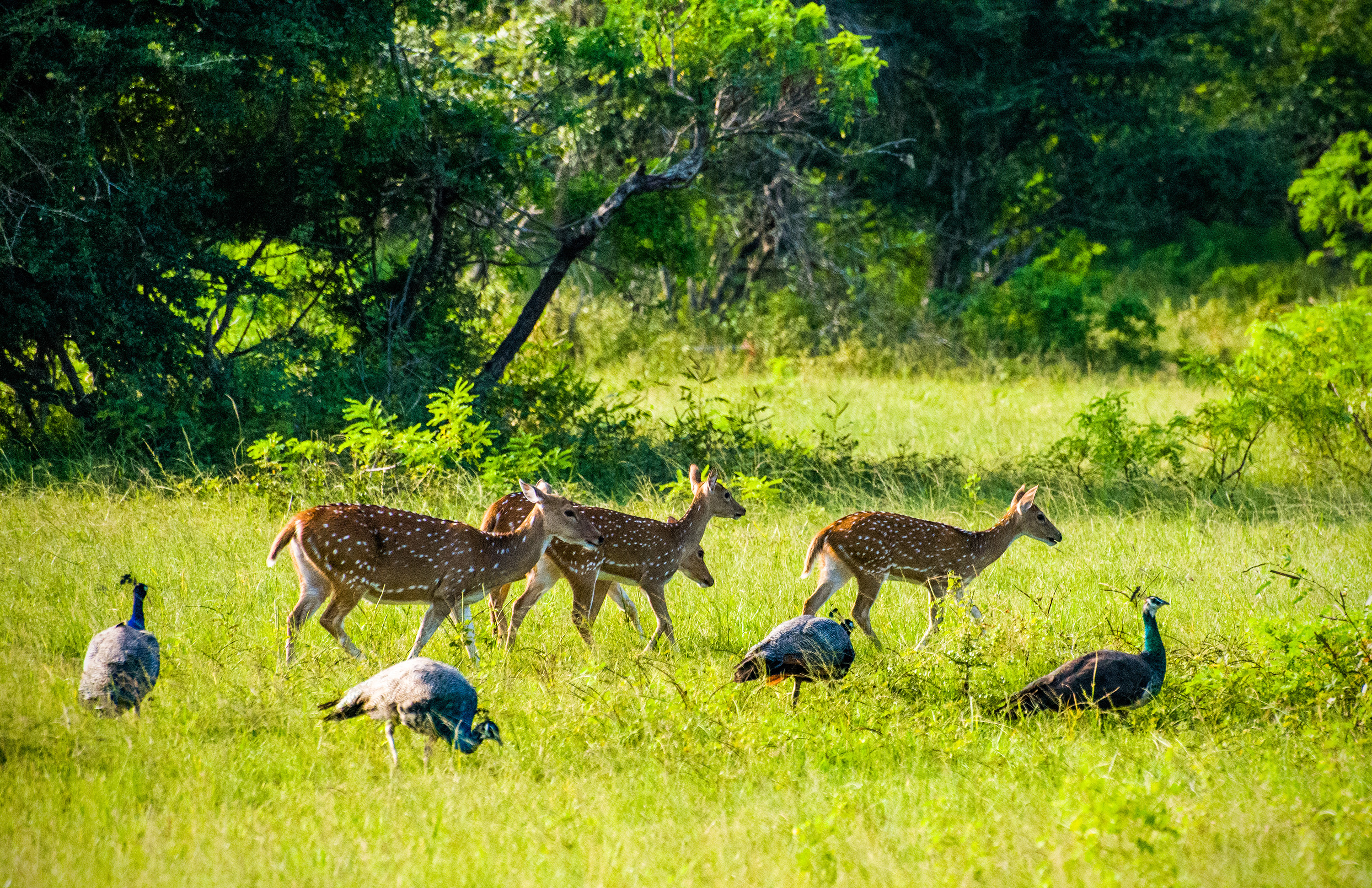 Yala nasjonalpark